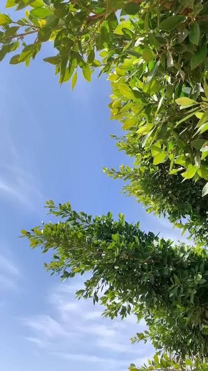 أرض للبيع - مروي